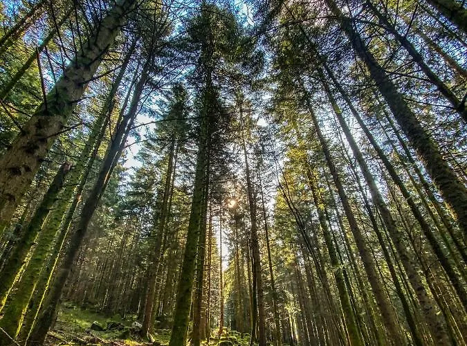 Lido Au Bord De L'eau Gérardmer